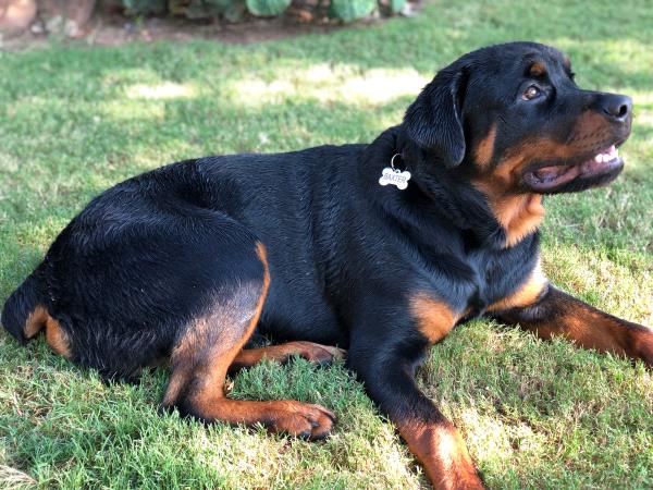 /Images/uploads/MidAmerica Rottweiler Rescue/adoptarottphotocontest/entries/10479thumb.jpg